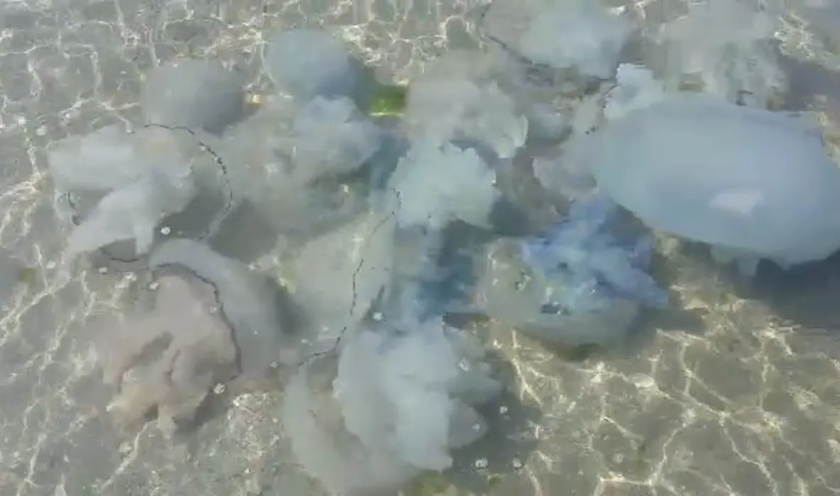 Valuri de meduze eșuate pe litoralul românesc: fenomen natural legat de temperaturile ridicate