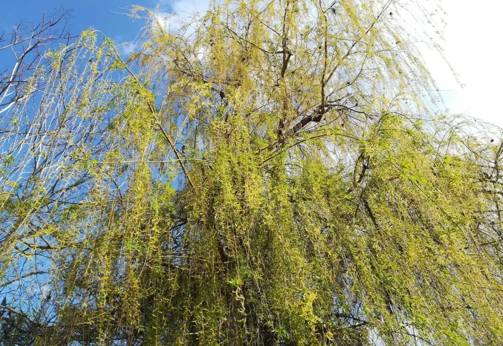 Tradiții de Florii