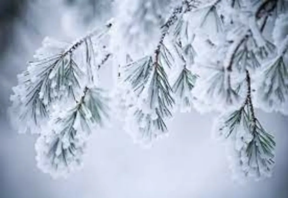 Prognoza meteo: Cod galben de ninsori pentru următoarele 24 de ore