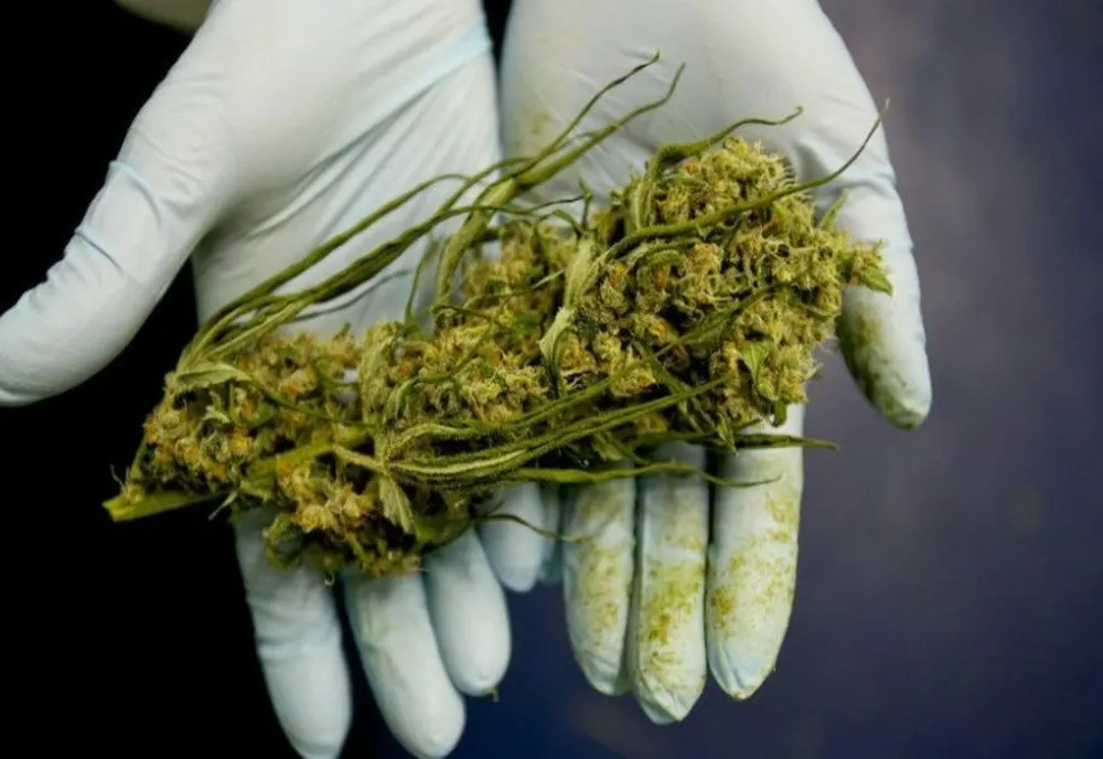 Un bărbat din Galați cultiva cannabis în propriul apartament