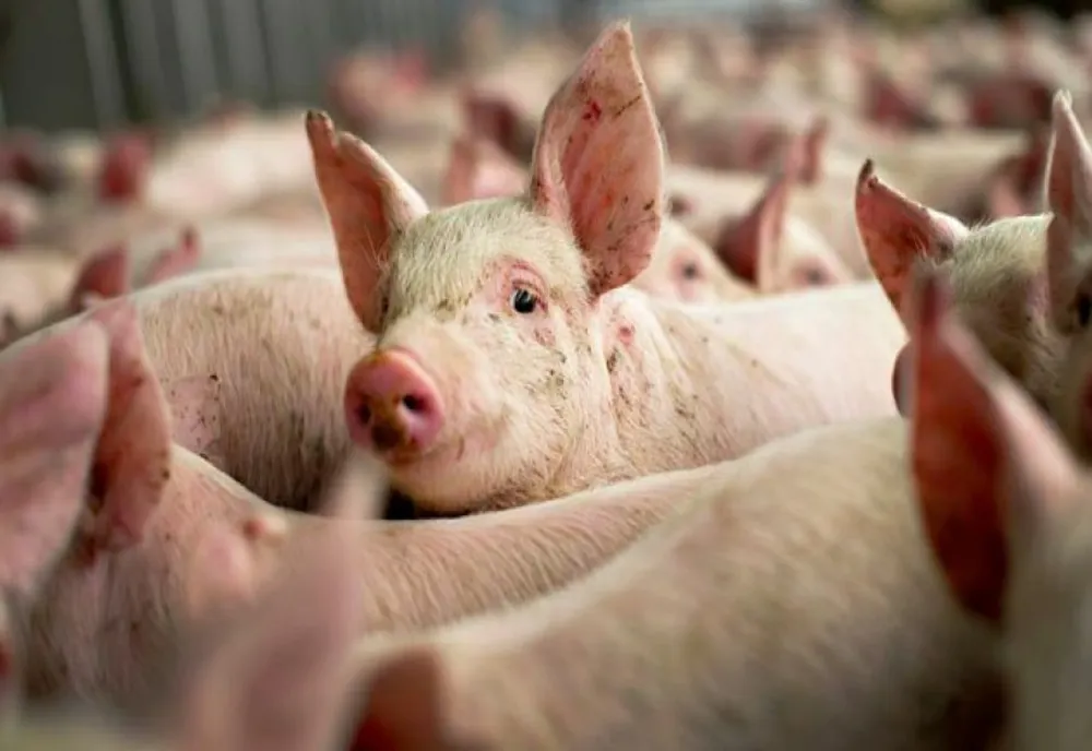 Noi reguli pentru românii care au porci în curte. Obligațiile pe care trebuie să le respecte