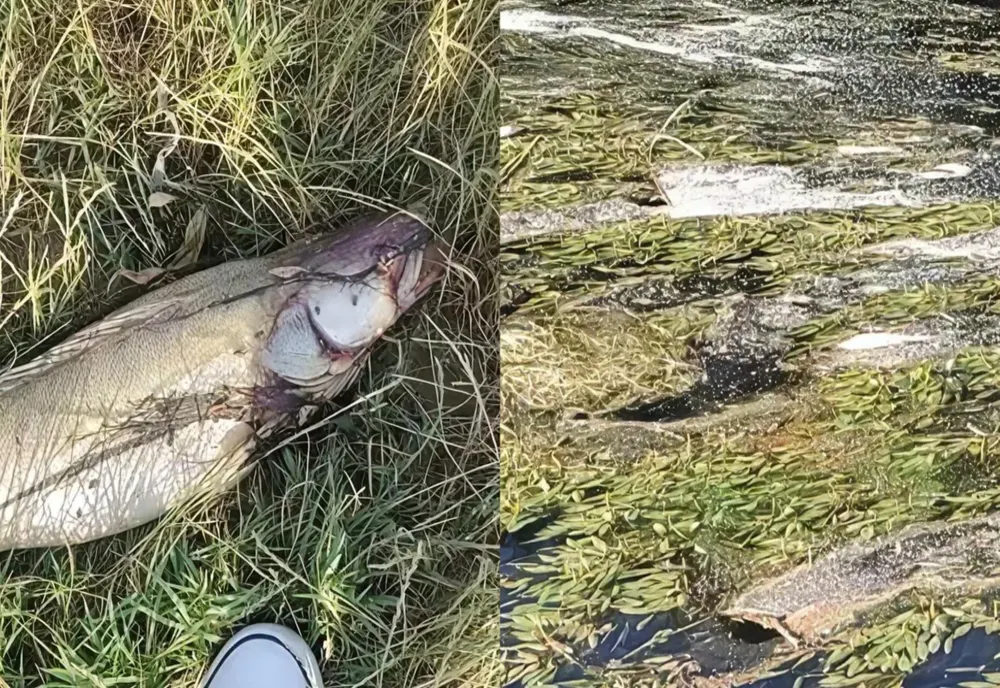 Pești morți în Crișul Repede, la ieșirea din Oradea. Temperaturile extreme și debitul scăzut al apei provoacă un nou semnal de alarmă