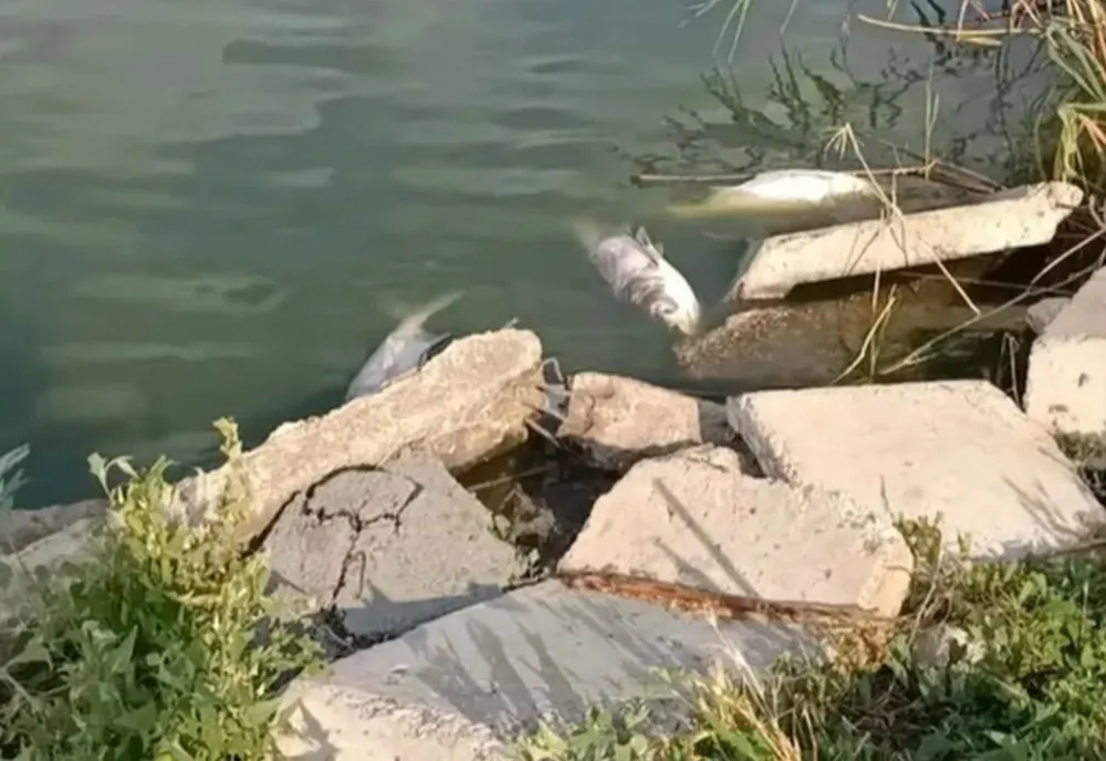 Pești morți pe Lacul Tăbăcăriei din Constanța 
