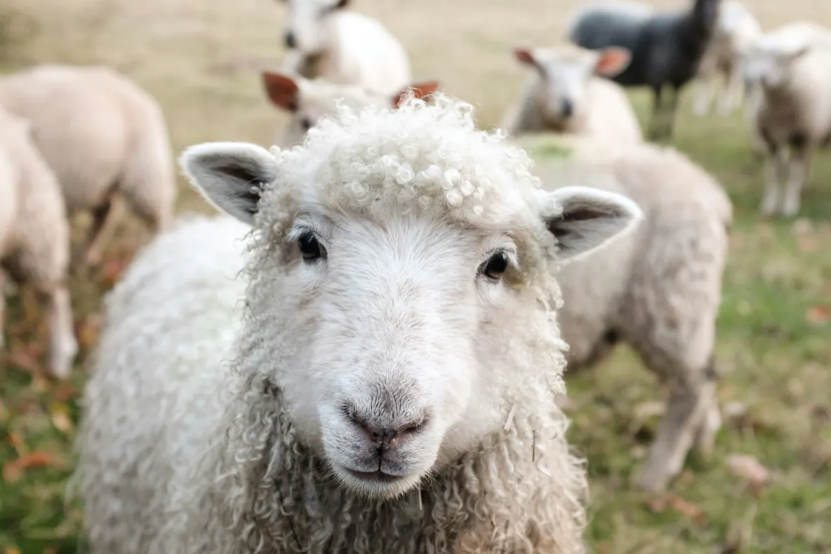 Crescătorii de animale, în pragul falimentului. Producția de carne și lapte din România, grav afectată