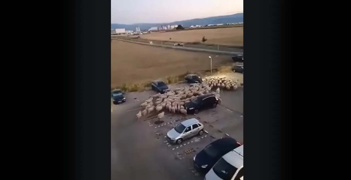 Cruzime extremă: O oaie a fost lovită cu mașina și apoi bătută de un șofer VIDEO