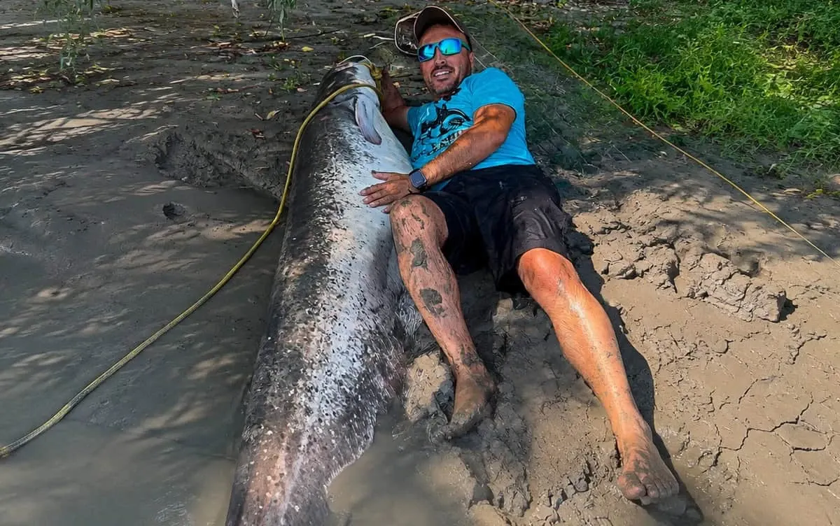 Captură uriașă în Delta Dunării: doi pescari au prins un somn estimat la peste 100 de kilograme  și peste 2 metri