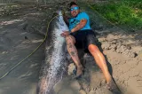 Captură uriașă în Delta Dunării: doi pescari au prins un somn estimat la peste 100 de kilograme  și peste 2 metri