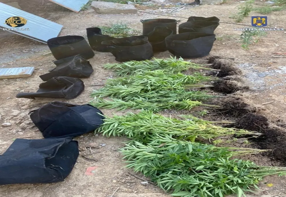 Cannabis cultivat în solar: Producătorii au fost reținuți