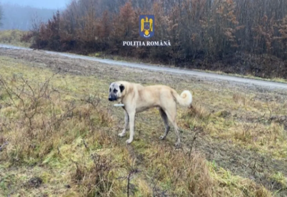 12.000 de lei amendă, pentru o femeie din Satu Mare care şi-a abandonat câinele bolnav într-un şanţ