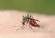 Bilanțul infecțiilor cu virusul West Nile urcă la 10 cazuri în acest sezon. Anunțul INSP