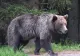 Bovine atacate de urs, la Bichigiu. A fost emis mesaj RO-ALERT